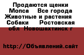 Продаются щенки Мопса. - Все города Животные и растения » Собаки   . Ростовская обл.,Новошахтинск г.